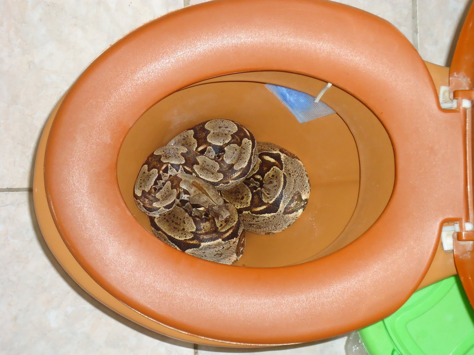 7 provas que serpentes podem ser piores do que você imagina