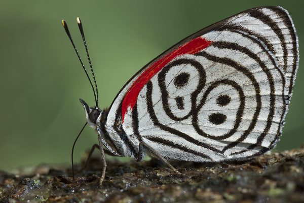 Diaethria_eluina_Nymphalidae_20612694935-600x400.jpg