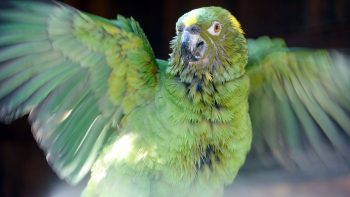 7 crimes mais estranhos envolvendo animais