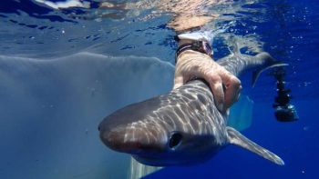 Cientistas descobriram nova espécie de tubarão nas águas do Oceano Atlântico