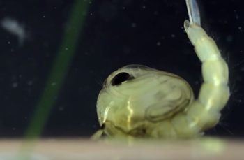 7 vídeos de coisas aleatórias no microscópio que vão explodir sua mente