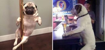 10 vezes que cachorros agiram como humanos