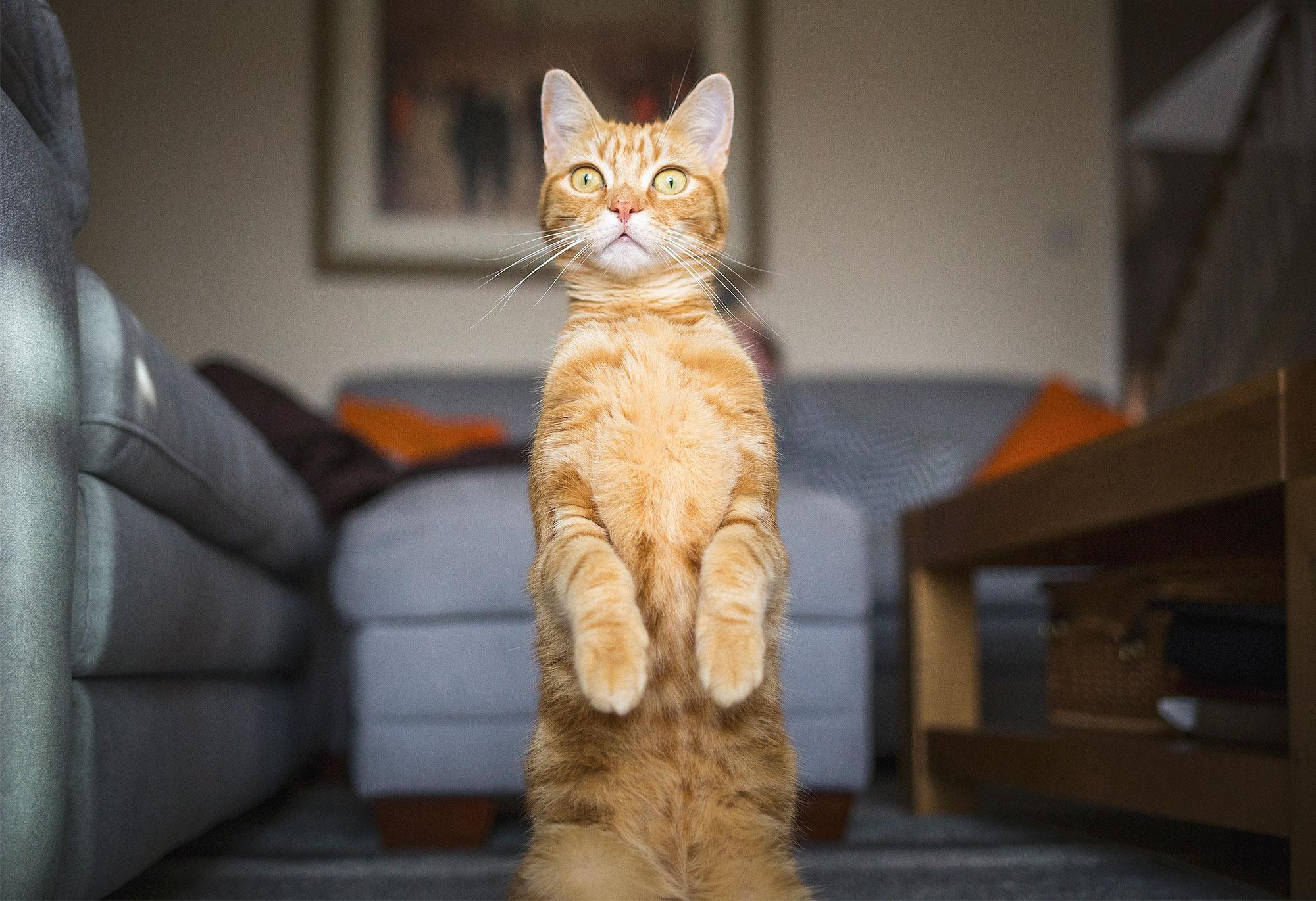 7 histórias que provam que estamos subestimando a inteligência dos gatos