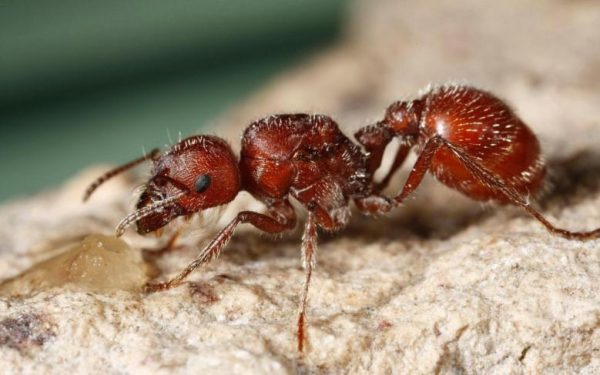 O que acontece com uma FORMIGA CAINDO DE UM PRÉDIO? 🐜 Não precisa se