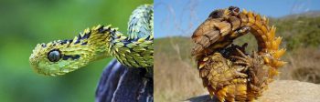 7 animais que parecem ter saído direto de contos de fadas