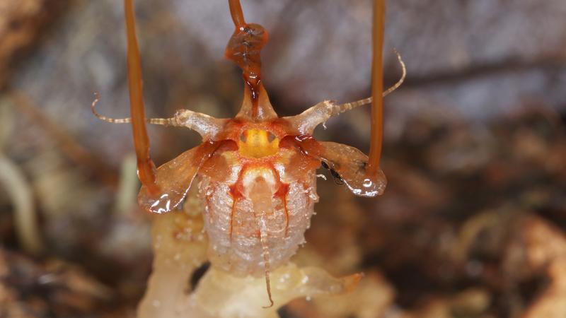 Flor subterrânea estranha apareceu depois de 151 anos