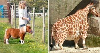 9 animais insanos que te farão amar mais a natureza