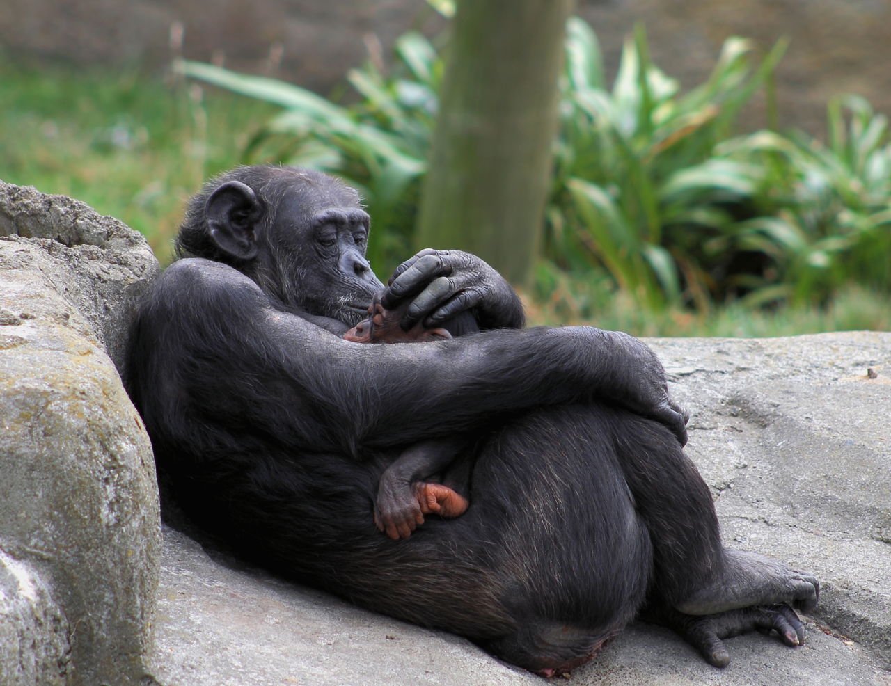 7 exemplos incríveis de empatia animal