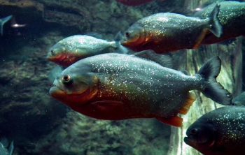 7 fatos animais amplamente divulgados que são totalmente errados