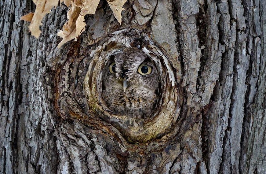 10 animais que levaram a camuflagem a um outro nível
