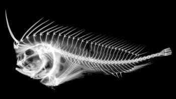 Esse peixe assustador pode ser muito mais perigoso do que se imagina