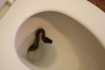 20 imagens que te farão ter medo de banheiros pelo resto da vida