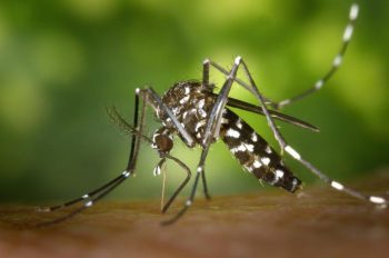 Saiba como um mosquito descobre que você vai tentar matar ele