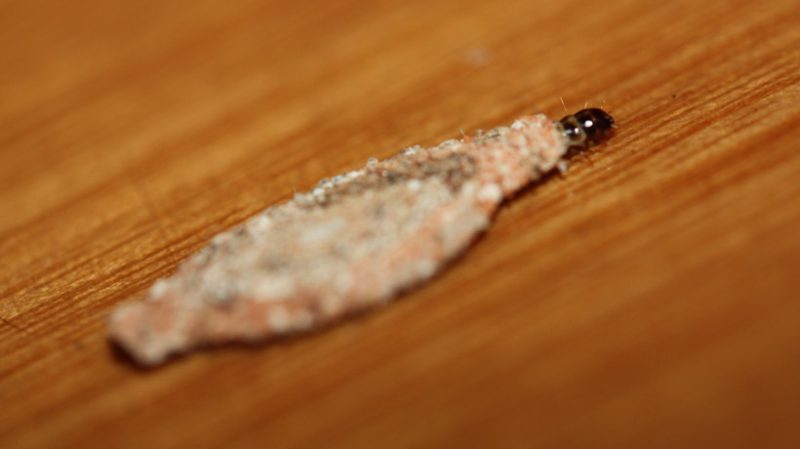 Entenda o que são esses bichinhos que ficam rastejando pelas paredes da ...