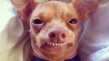 7 animais mais populares da internet