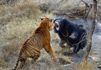 Urso luta com Tigre para salvar seu filhote [Vídeo]