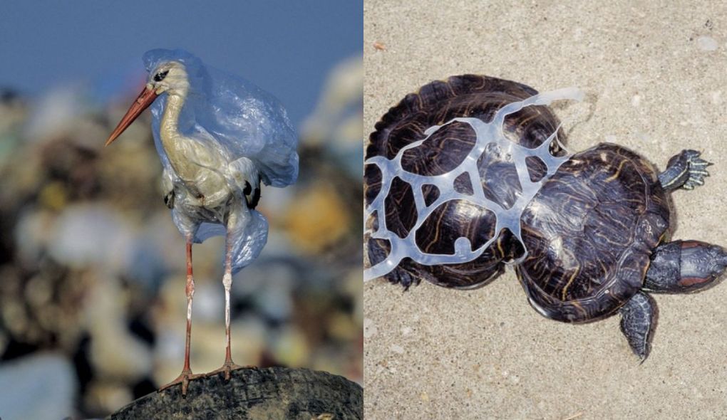 15 imagens chocantes que mostram como o lixo afeta o Reino Animal