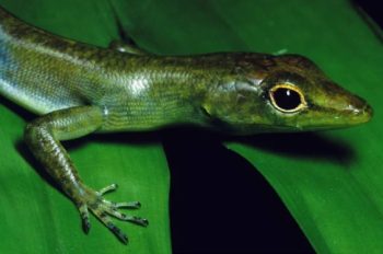 ‘Lagarto Alien’ tem sangue verde, é tóxico e está evoluindo