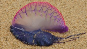 7 animais mais perigosos que você pode encontrar na praia