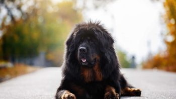 Família demorou 2 anos para perceber que seu cachorro de estimação não era um cachorro