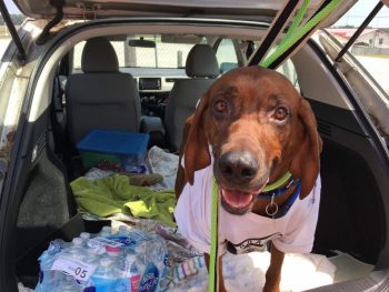 A incrível história do cachorro que caminhou mais de 3 mil km para encontrar sua família