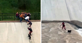 Cachorro cai em rio e o que essas pessoas fizeram para salvá-lo vai te emocionar [Vídeo]