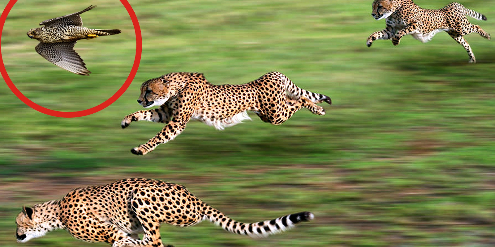 14 animais mais rápidos do Fatos Desconhecidos 14 animais mais rápidos do Fatos Desconhecidos