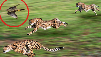14 animais mais rápidos do planeta
