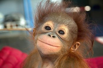 30 animais que são muito mais carismáticos que você