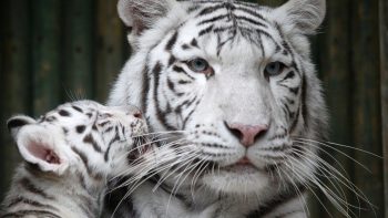 7 animais de estimação mais raros e caros do mundo