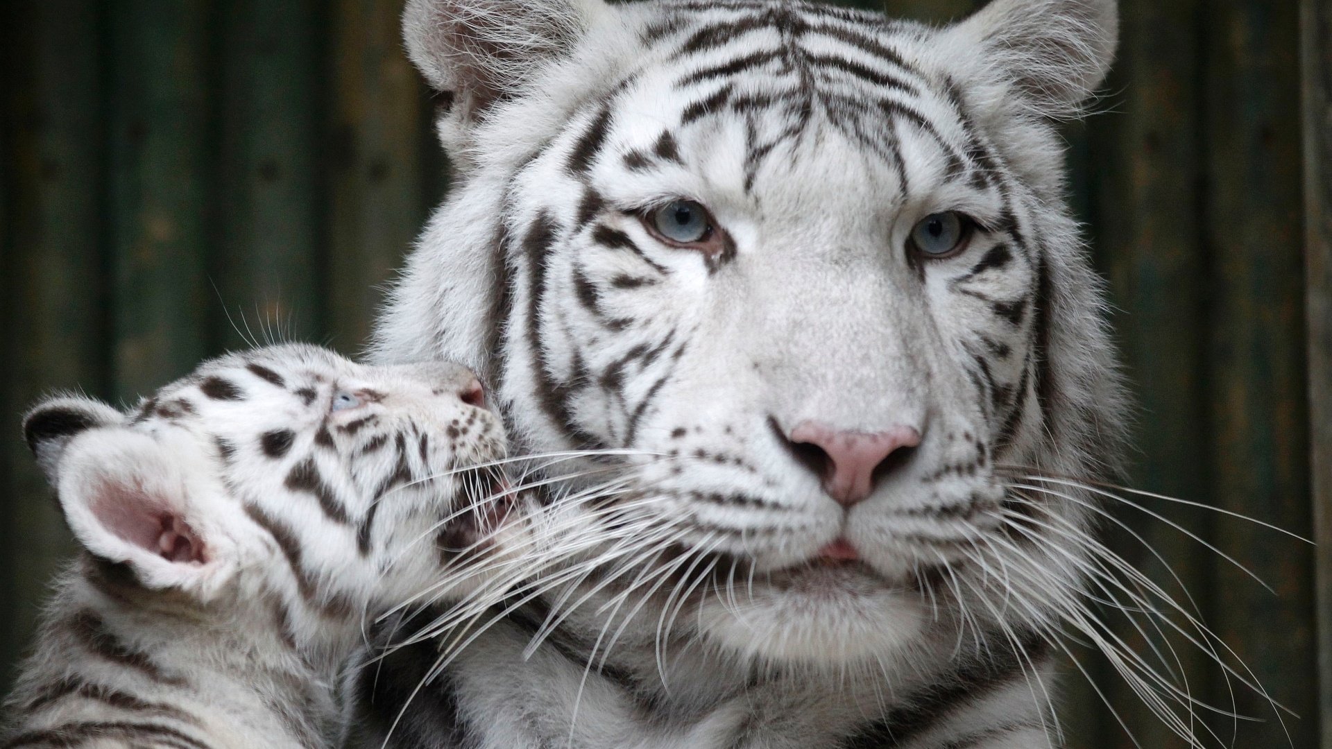 7 Animais De Estimacao Mais Raros E Caros Do Mundo Fatos 7 Animais De Estimacao Mais Raros E Caros Do Mundo Fatos