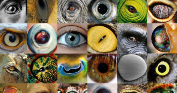 Essas espécies de animais definitivamente precisam de óculos