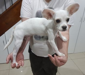 Algumas pessoas resolveram compartilhar as fotos mais estranhas dos seus animais e o resultado é hilário