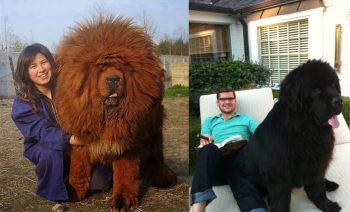 14 cachorros imensos que você não vai acreditar que realmente existem