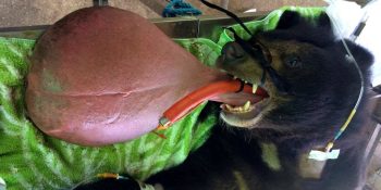 7 casos médicos mais estranhos do reino animal