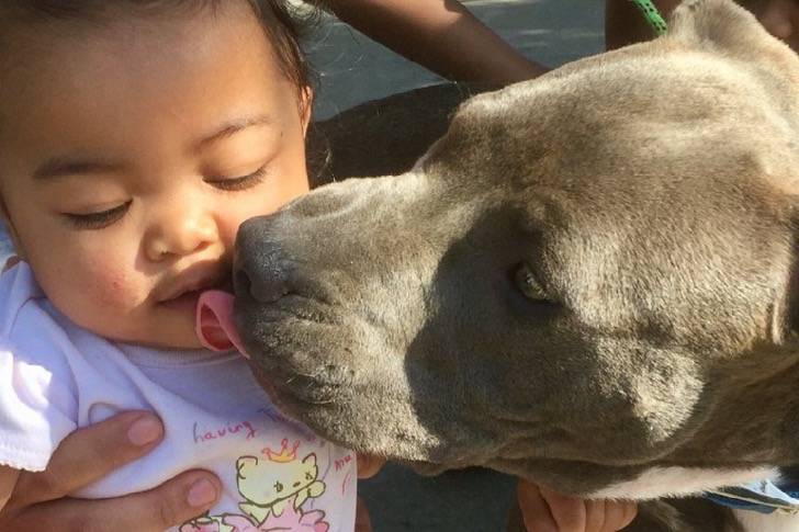 A história do pitbull que salvou uma menina de um violento incêndio