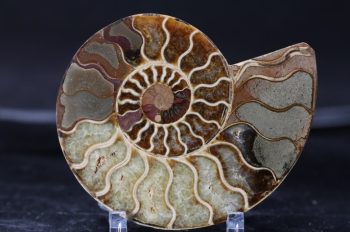 14 vezes que a natureza foi mais perfeita que os próprios perfeccionistas