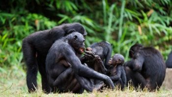 Descoberta espécie ‘fantasma’ de chimpanzé