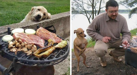 19 imagens hilárias de cachorros cara a cara com comidas