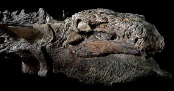 Esses 7 fósseis de dinossauro parecem ter sido congelados no tempo