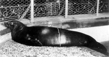 7 últimas imagens e vídeos de animais antes da extinção