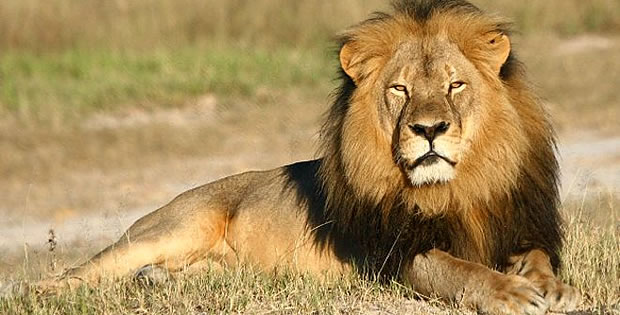 7 histórias impressionantes de animais que lutaram contra caçadores