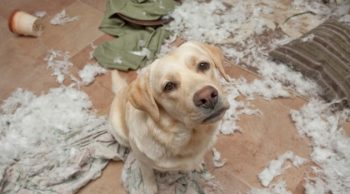 10 imagens que provam que é preciso muita paciência para ter um cachorro