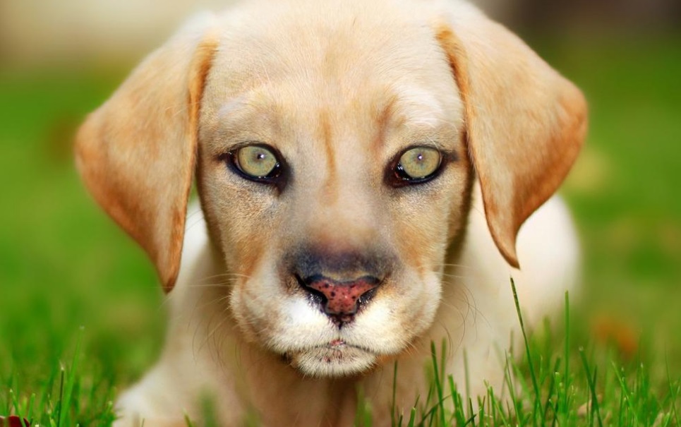 7 animais que nasceram completamente diferente dos demais