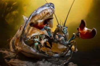 17 fotografias subaquáticas premiadas que são de tirar o fôlego