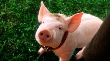 Tente acertar a que filme cada um desses 10 animais pertence [Quiz]