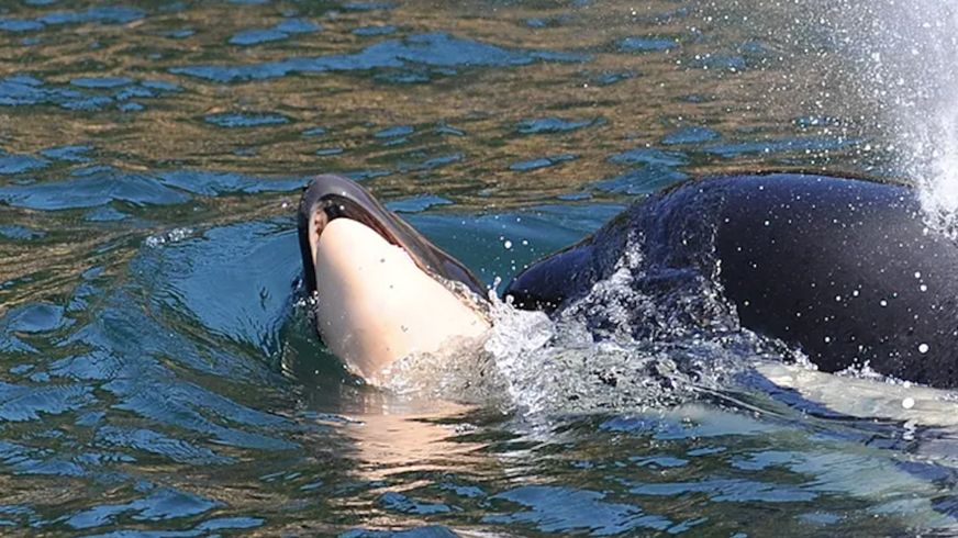 Orca é vista carregando seu filhote por dias e o motivo vai cortar seu coração
