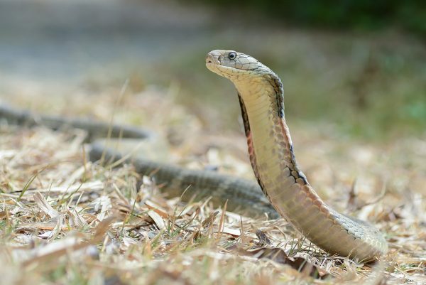 AS MAIORES COBRAS DO MUNDO! Serpentes gigantes que existem de