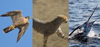 O animal mais rápido do mundo definitivamente vai te decepcionar