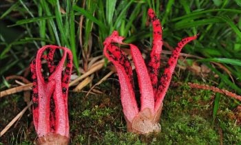 7 explicações para esses diversos fenômenos naturais curiosos e alguns nojentos